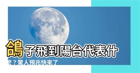 鴿子預兆|【鴿子預兆】鴿子飛到陽台代表好運 